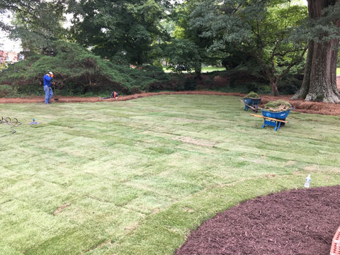 Fresh Sod Installation
